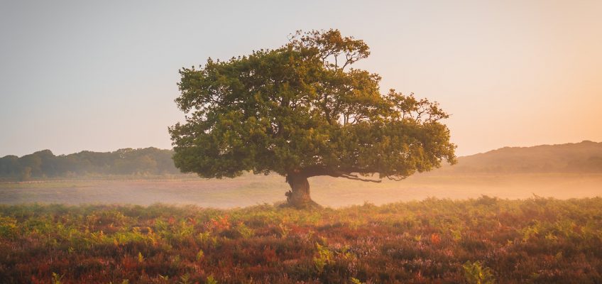 Lone tree in the mist